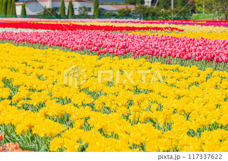 かみゆうべつチューリップ公園 117337622