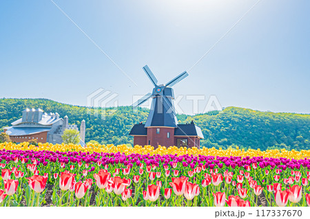 かみゆうべつチューリップ公園 かみゆうべつチューリップ公園 117337670