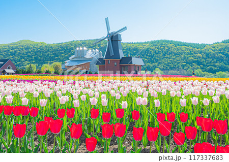 かみゆうべつチューリップ公園 かみゆうべつチューリップ公園 117337683