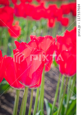 かみゆうべつチューリップ公園 117337684