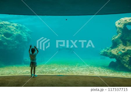 Kelonia in Reunion with sea turtle swimming by 117337715