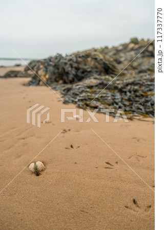 Terschelling island in the Wadden Sea - Holland or the Netherlands Terschelling island in the Wadden Sea - Holland or the Netherlands 117337770