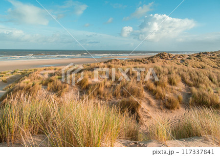 Terschelling island in the Wadden Sea - Holland or the Netherlands 117337841