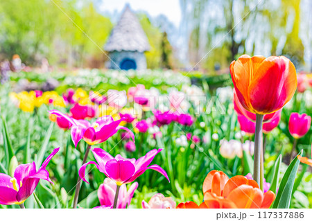 春の上野ファームの風景 117337886