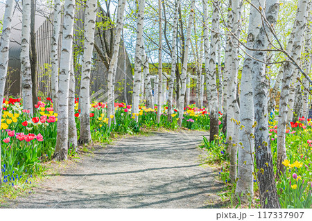 春の上野ファームの風景 117337907