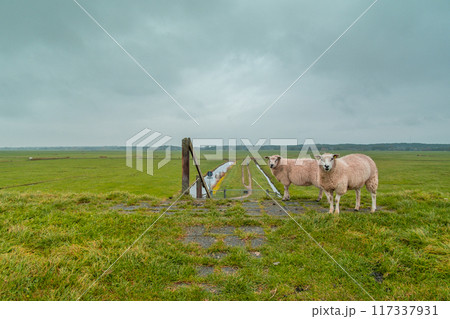Sheep at Terschelling island in the Wadden Sea - Holland or the Netherlands 117337931