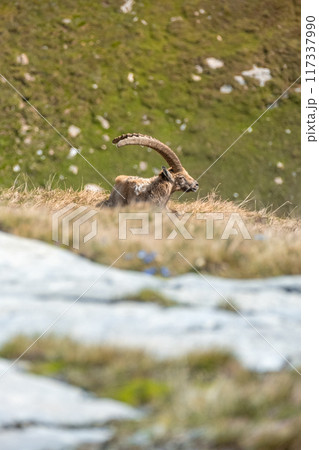 Ibex adult in the French alps, the national park of the Vanoise Ibex adult in the French alps, the national park of the Vanoise 117337990
