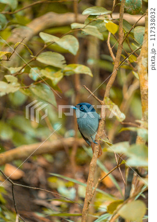 Paradise flycatcher bird in the Ebony Forest Reserve of Mauritius Paradise flycatcher bird in the Ebony Forest Reserve of Mauritius 117338032