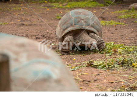 Giant tortoise in the Seven Colored Earth park of Mauritius 117338049