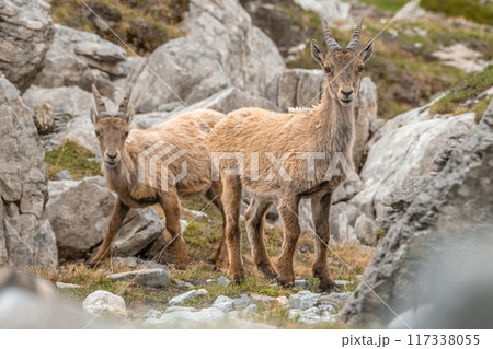 Ibex young grazing in the French alps, the national park of the Vanoise Ibex young grazing in the French alps, the national park of the Vanoise 117338055
