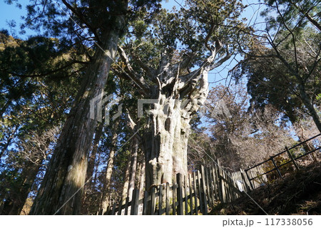 玉置神社・神代杉 117338056