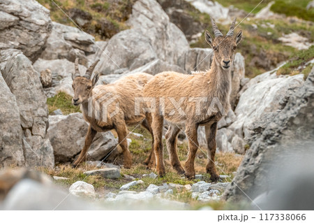 Ibex young grazing in the French alps, the national park of the Vanoise 117338066