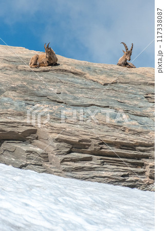 Ibex young grazing in the French alps, the national park of the Vanoise 117338087