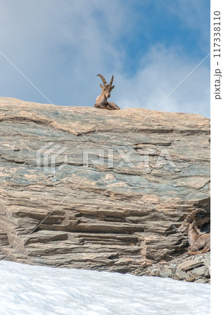 Ibex young grazing in the French alps, the national park of the Vanoise Ibex young grazing in the French alps, the national park of the Vanoise 117338110