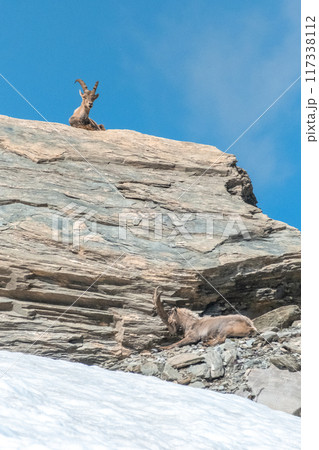 Ibex young grazing in the French alps, the national park of the Vanoise Ibex young grazing in the French alps, the national park of the Vanoise 117338112