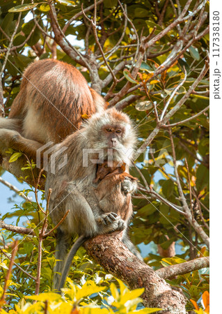 Monkey with baby in Black River Gorge National Park in Mauritius Monkey with baby in Black River Gorge National Park in Mauritius 117338180