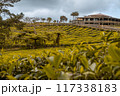 Tea plantation of Bois Cherie on Mauritius island 117338183