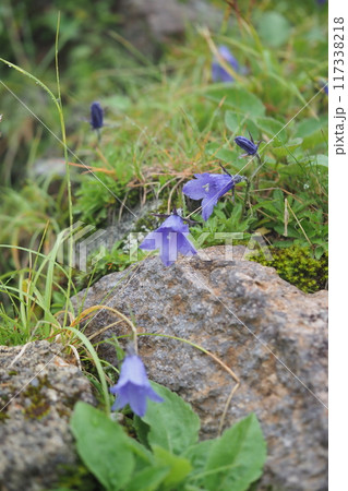 乗鞍畳平に咲くイワギキョウの花 117338218