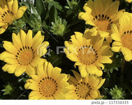 黄色いガザニアの花 117338335