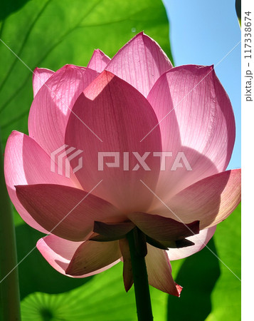 Close up of pink lotus flower / ピンク色の大賀ハスの花(接写マクロ) Close up of pink lotus flower / ピンク色の大賀ハスの花(接写マクロ) 117338674