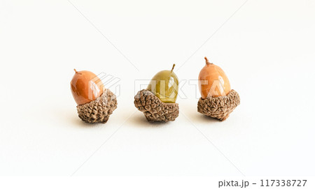 白背景にどんぐり　シンプルな秋の背景素材 117338727