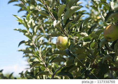 収穫前のりんご 117338760