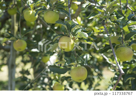 収穫前のりんご 117338767