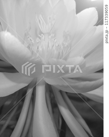モノクロ 写真 月下美人の花 クローズアップ 下から モノクロ 写真 月下美人の花 クローズアップ 下から 117339059
