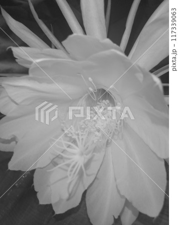 モノクロ 写真 月下美人の花 モノクロ 写真 月下美人の花 117339063