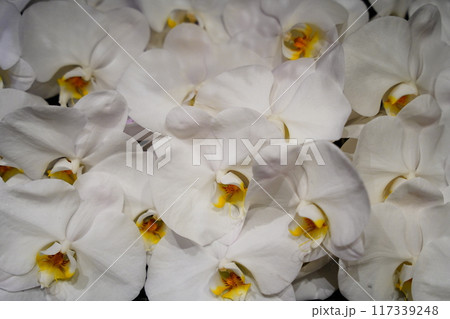 胡蝶蘭 胡蝶蘭 117339248