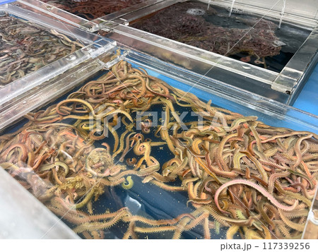 魚釣り用の生えさ(イソメ) 117339256