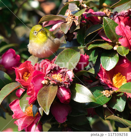綺麗な椿の蜜を吸うメジロ② 綺麗な椿の蜜を吸うメジロ② 117339258