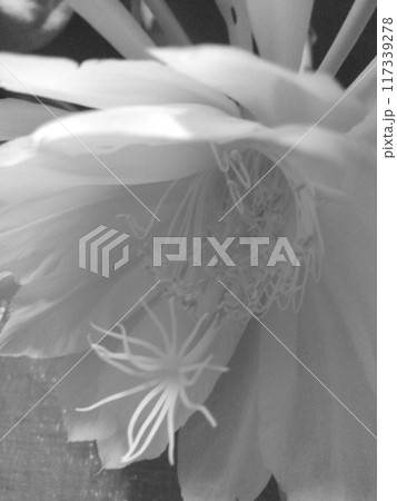 モノクロ 写真 月下美人 クローズアップ モノクロ 写真 月下美人 クローズアップ 117339278