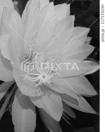 モノクロ 写真 月下美人 クローズアップ 117339280