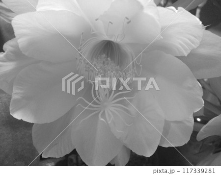 モノクロ 写真 月下美人 クローズアップ 117339281