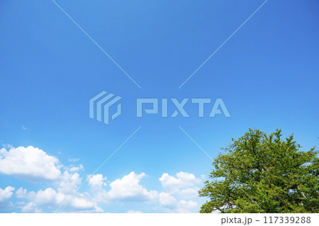 夏の雲と木立 夏の雲と木立 117339288