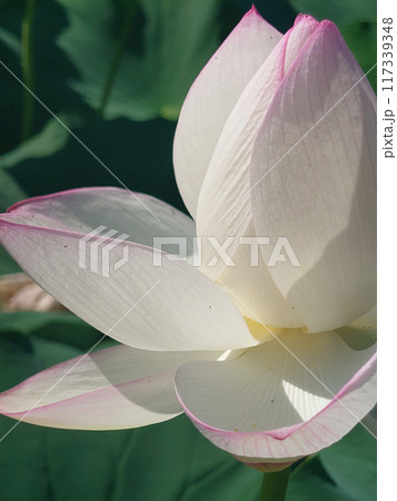 Close up of white-pink lotus / 純白とピンクのグラデーション～ハスの花 117339348