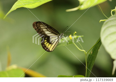 ビトレアヒメゴマダラ 117339669