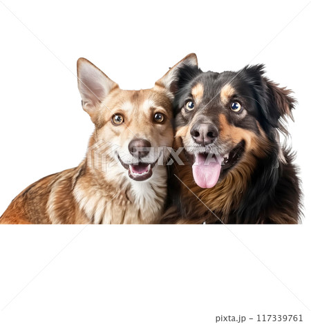 Friendly Dog and Cat Companions PNG Transparency 117339761