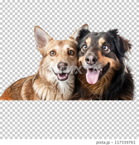 Friendly Dog and Cat Companions PNG Transparency Friendly Dog and Cat Companions PNG Transparency 117339761