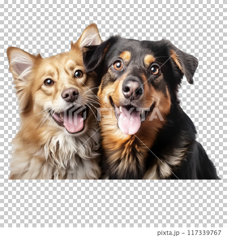 Friendly Dog and Cat Companions PNG Transparency 117339767