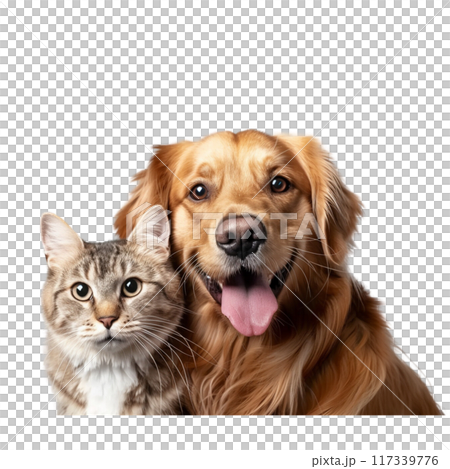 Happy Dog and Curious Cat Portrait PNG Transparency Happy Dog and Curious Cat Portrait PNG Transparency 117339776