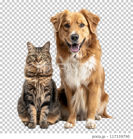 Happy Dog and Curious Cat Portrait PNG Transparency Happy Dog and Curious Cat Portrait PNG Transparency 117339790