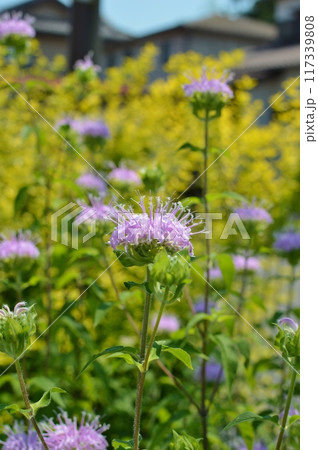 庭に咲くピンク色のモナルダの花　 117339808