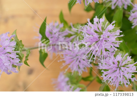 ピンク色のモナルダの花　　 117339813