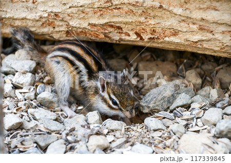 穴を掘るシマリス 穴を掘るシマリス 117339845