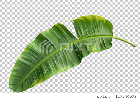 Green Banana Leaf PNG Transparency Isolated Image 117340038