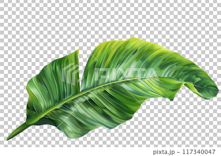 Green Banana Leaf PNG Transparency Isolated Image Green Banana Leaf PNG Transparency Isolated Image 117340047