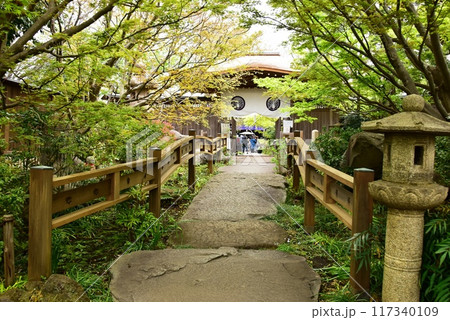 大和市　常泉寺の参道と山門と新緑 117340109
