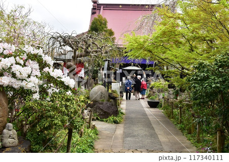 大和市 常泉寺の境内と新緑と満開ツツジ 大和市 常泉寺の境内と新緑と満開ツツジ 117340111